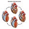 Medical illustration of Operation of the heart valves