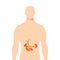 Medical illustration of the pancreas, vector illustration