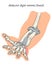 Medical illustration of the superficial muscle of the hand