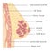 Medical Infographic Cross Section of Female Breast. Anatomy of Woman Chest. Mammary gland. Information card. Vector