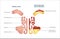 Medical infographic of sinus and human nasal anatomy.