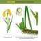 Medical iris pseudacorus or yellow and water flag, lever and bottom part or roots, rhizome of inflorescence spadix or