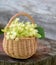 Medical linden flowers harvest wicker basket on