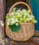 Medical linden flowers harvest wicker basket