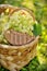 Medical linden flowers in a rustik basket