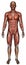 Medical Male Muscle Map Isolated