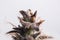 Medical marijuana flowers plants