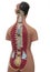 Medical model of an human torso