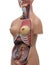 Medical model of an human torso