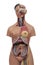 Medical model of an human torso