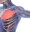 Medical muscle illustration of the pectoralis major.