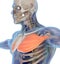 Medical muscle illustration of the pectoralis major.