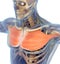 Medical muscle illustration of the pectoralis major.