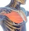 Medical muscle illustration of the pectoralis major.