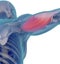 Medical muscle illustration of the triceps. 3d illustration