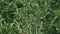 Medical Naturopathy herb Artemisia absinthium or wormwood, grand wormwood, absinthe, absinthium, absinthe wormwood is a