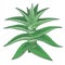Medical plant Aloe vera. Color Vector illustration