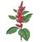 Medical plant amaranth. Color Vector illustration