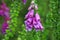 Medical plant Foxglove  Digitalis Purpurea