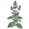 Medical plant Holy Basil. Color Vector illustration