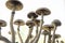 Medical research of psilocybin . Growing Albino A strain. Magic shroom. Fresh Psilocybin shroom. Hallucinogenic Psychedelic drug