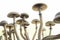 Medical research of psilocybin . Magic shroom. Fresh Psilocybin shroom