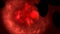 Medical and science animation, human blood cells.