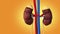 The medical structure of the kidney