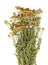 Medical summer dryed forest wild Tansy herb . Isolated