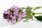 Medical summer  forest wild Thyme flower herb Oregano macro