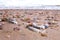 Medical syringes among the rapan shells in sand on sea beach after storm.