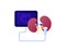 Medical ultrasound procedure concept. Vector flat healthcare color icon illustration. Nephrolory specialization. Kidney and