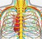 Medically accurate vector illustration of human back chest, includes nervous system, veins, arteries, heart, etc.