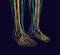 Medically accurate vector illustration of human feet, includes nervous system, veins, arteries, etc