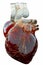 Medically illustration of an artificial heart. 3d rendering