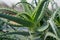 Medicinal aloe vera plant growing at the nursery