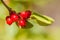 Medicinal Berries of Shepherdia canadensis