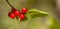 Medicinal Berries of Soapberry - Shepherdia canadensis
