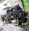 Medicinal birch mushroom chaga or Tinder mown is species of fungi of genus Inonotus of Basidiomycetes department