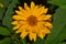 Medicinal calendula flower in the autumn garden