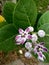 Medicinal Calotropis gigantea or crown flower