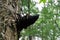 Medicinal Chaga Mushroom growing on Birch tree.