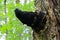 Medicinal Chaga Mushroom growing on Birch tree.