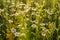 Medicinal chamomile officinalis plant