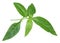 Medicinal Chirata leaves