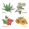 Medicinal cosmetic plant and herbs.