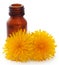 Medicinal dandelion with essential oil