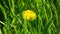 The medicinal dandelion grows in the grass