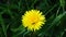 The medicinal dandelion grows in the grass