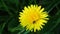 The medicinal dandelion grows in the grass